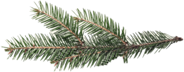 a sprig of pine on a transparent background